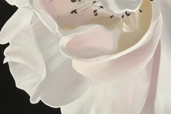 Portrait Of A Rose Detail 1