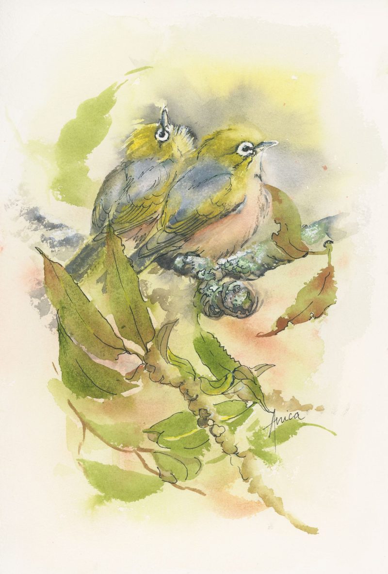A Couple of Silvereyes