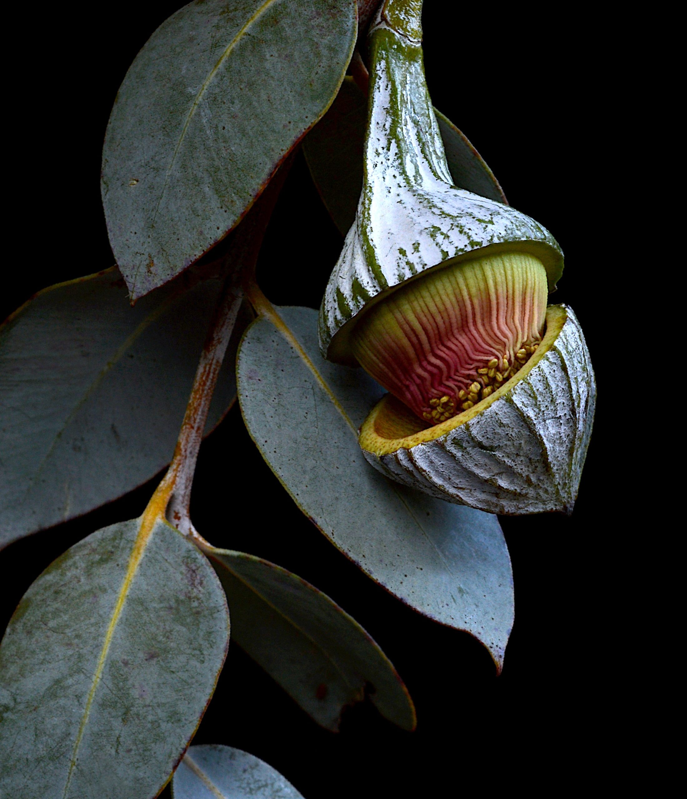 Eucalyptus Macrocarpa