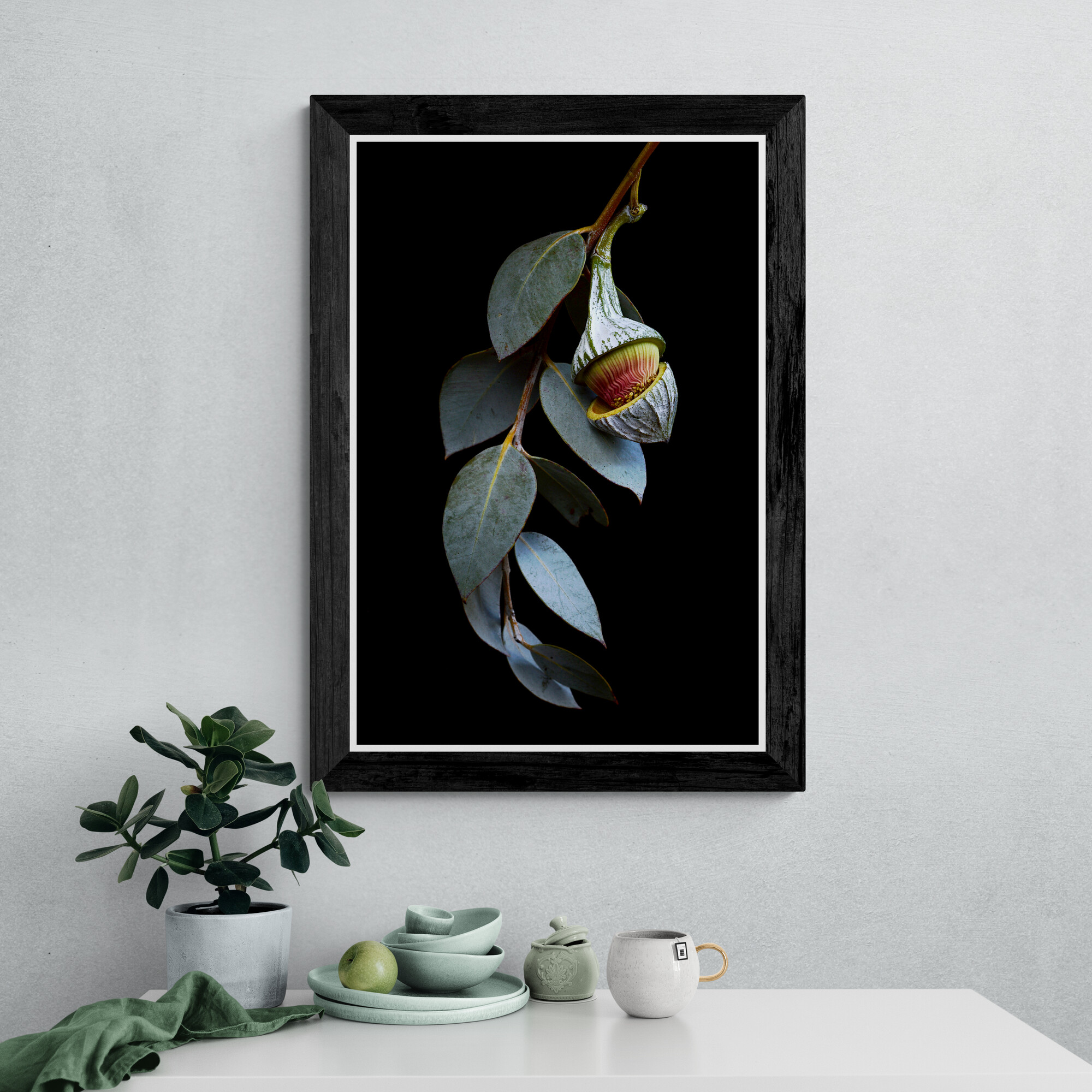 Eucalyptus Macrocarpa Australian Wall Art Print Photography By Nadia Culph (2)