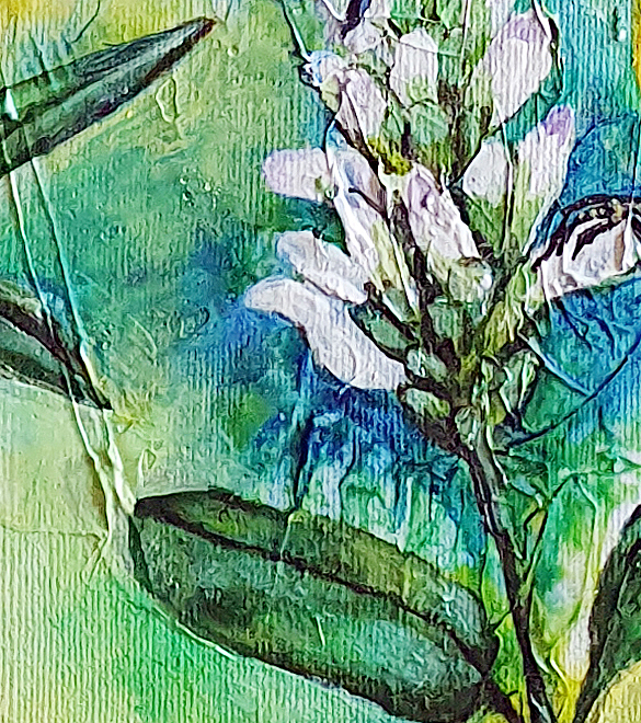 Olive Bacl Sunbirds Mob Det5