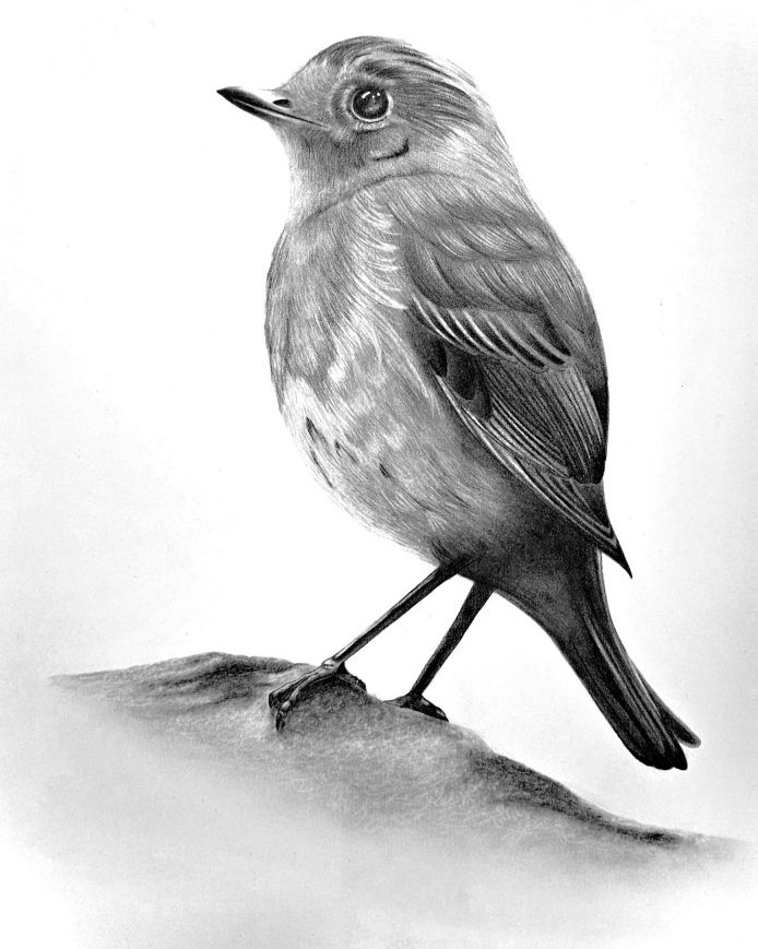Dreaming Robin Graphite 694×1024 (1)