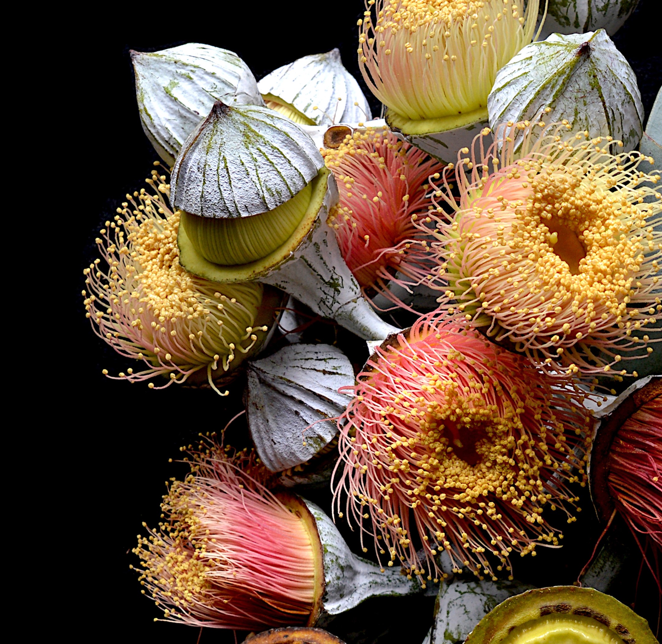 Nullarbor Rose Eucalyptus Macrocarpa Flowers Wall Art Still Life Photography By Nadia Culph