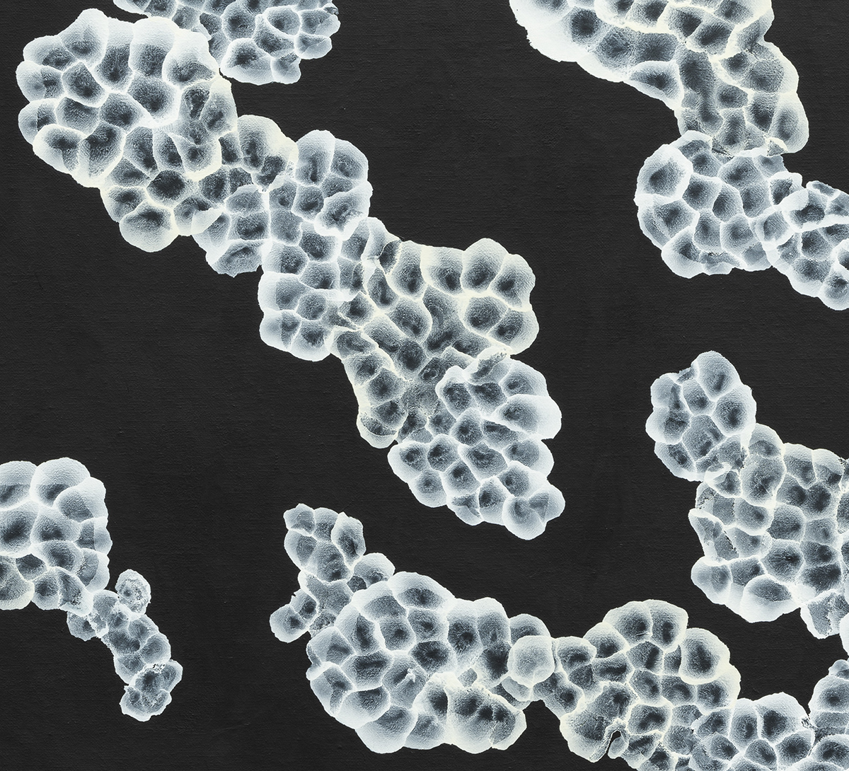 Captures 019 Aqueous Bloom Rock Pool Musings Vi Detail E