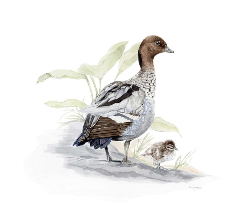 Australian Wood Duck with his Duckling