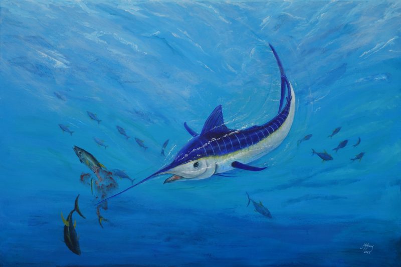 Marlin – Pacific Blue