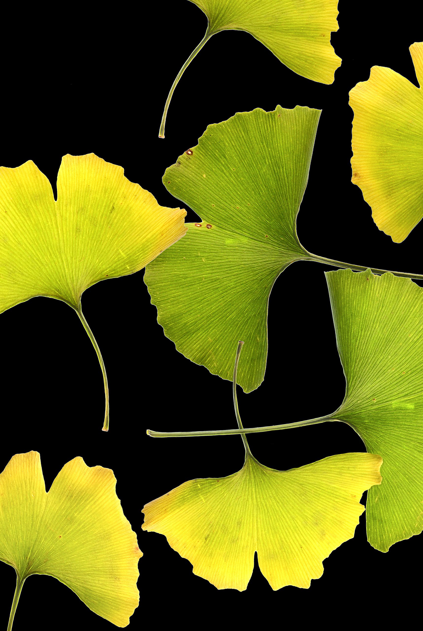 Ginkgo3airbrushcrop