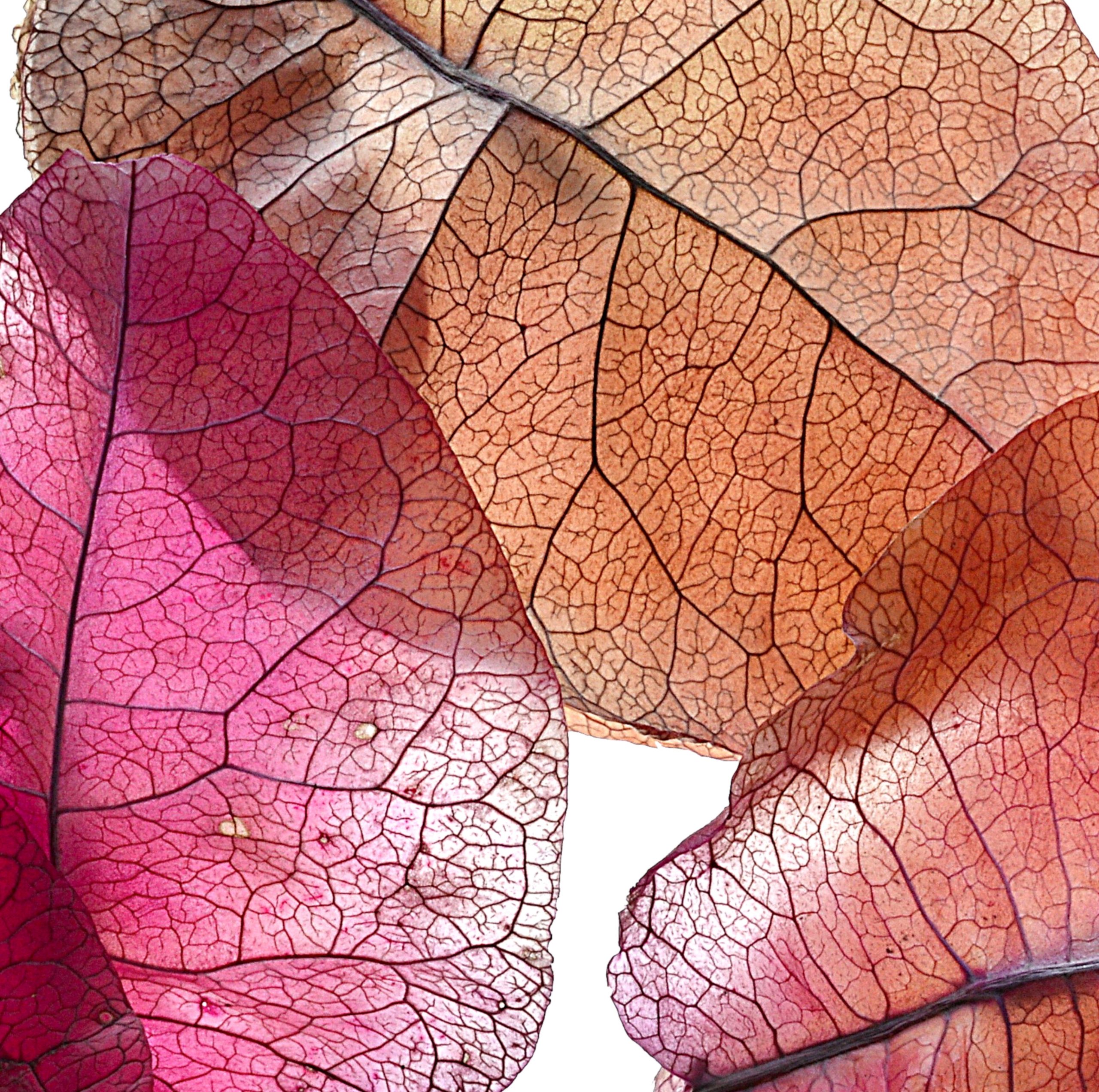 Bougainvilles Petals Colourful Botanical Photography Print Wall Art By Nadia Culph Crp