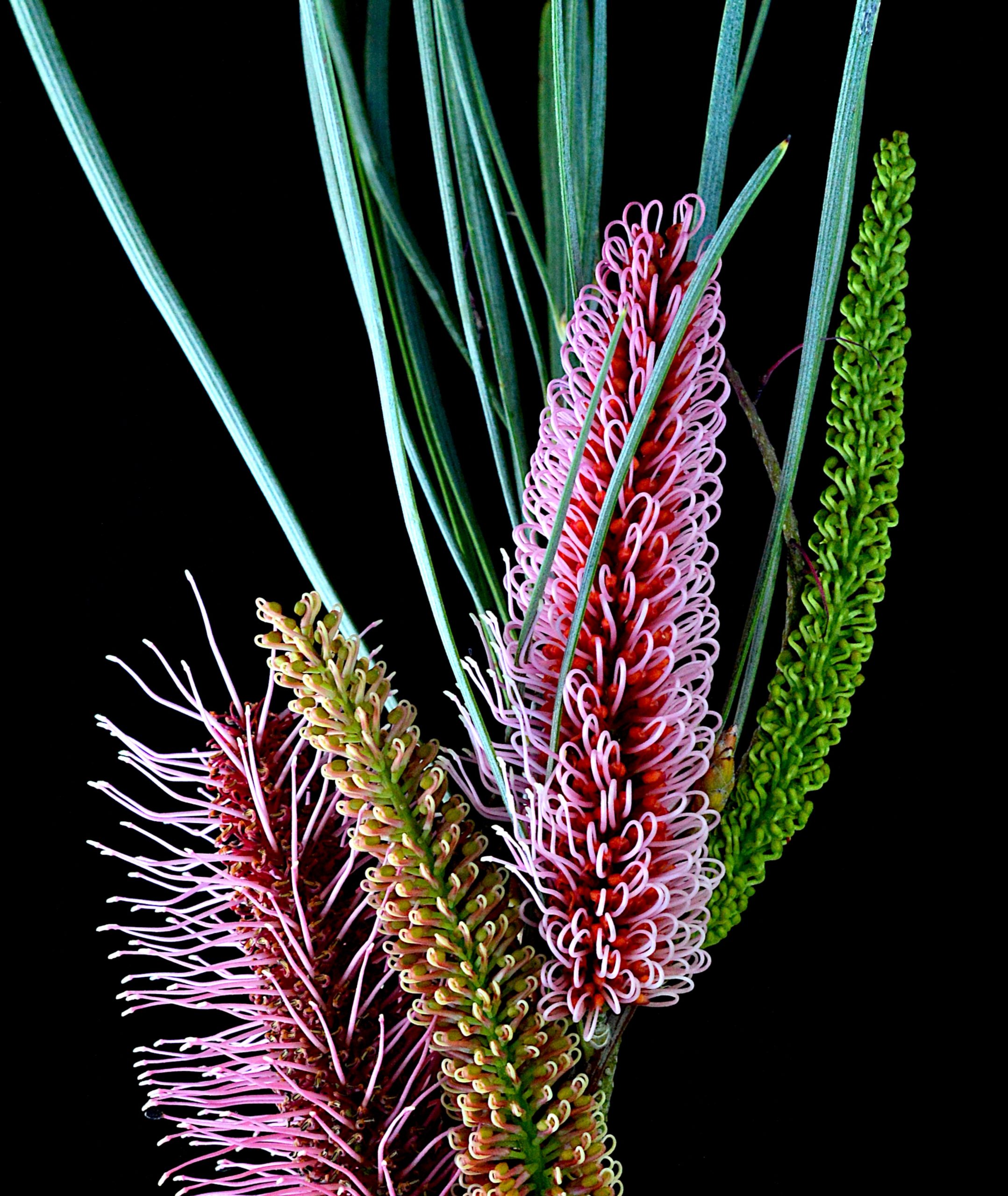 Hakea Francisiana Crop