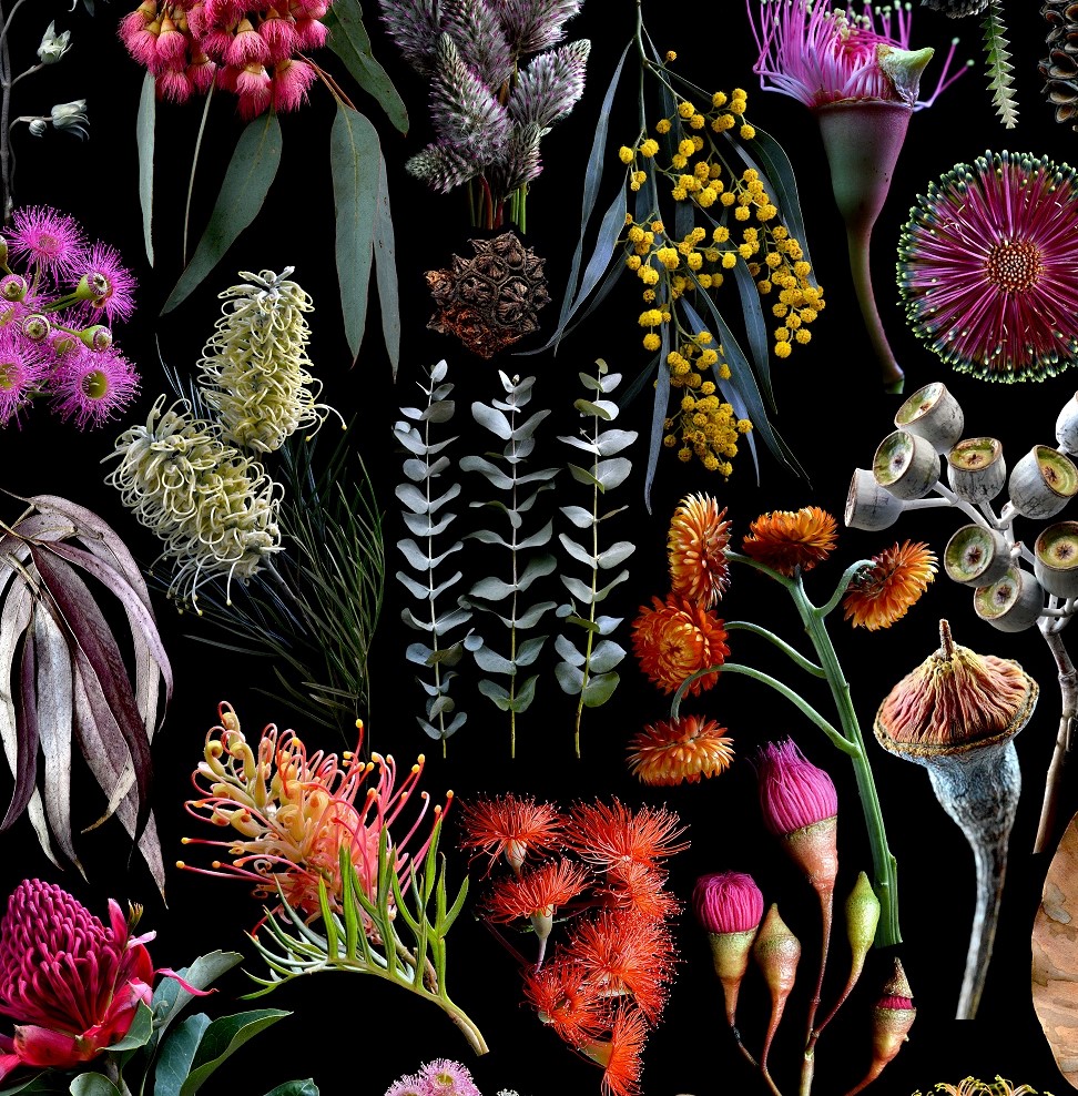 Wildflowers Of Australia 3