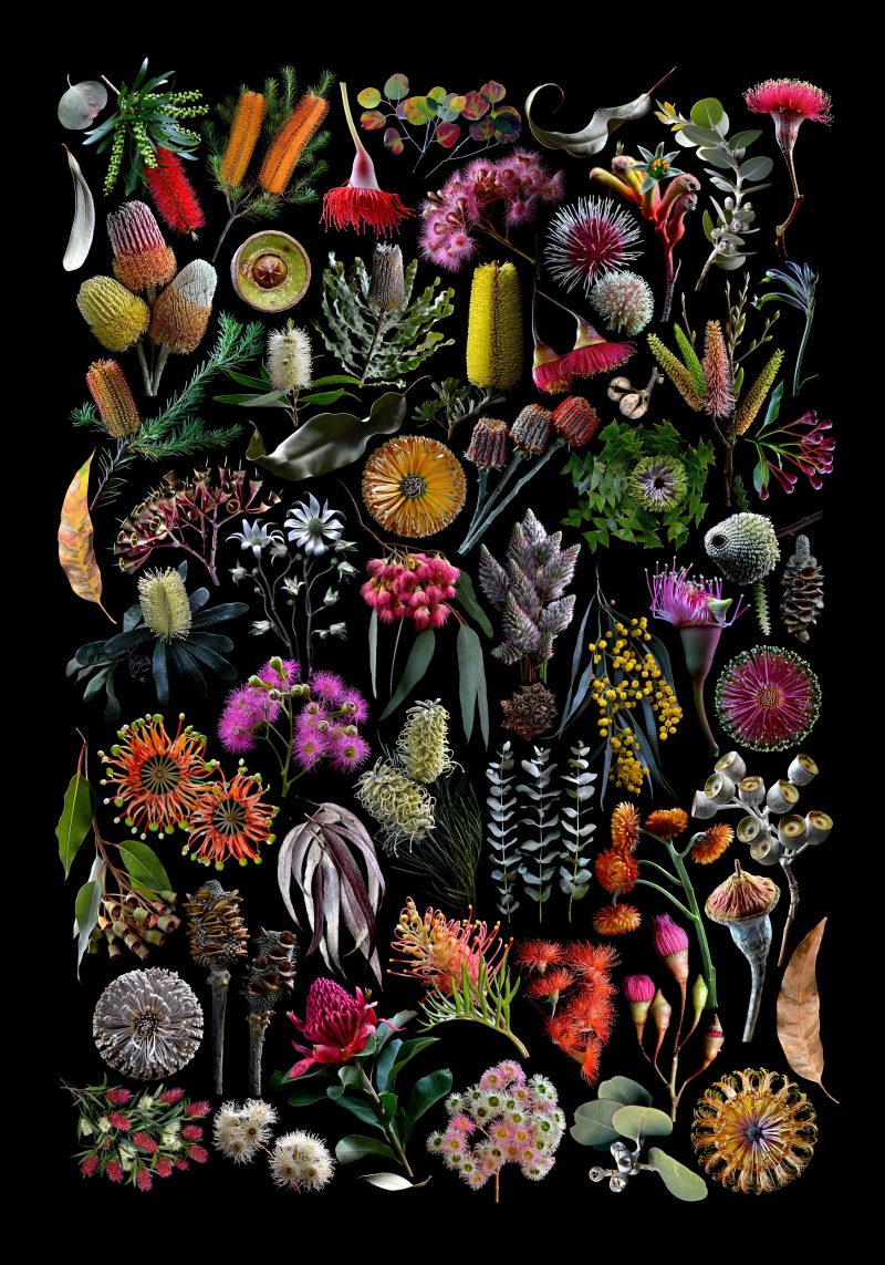 Wildflowers of Australia Ltd Ed Print