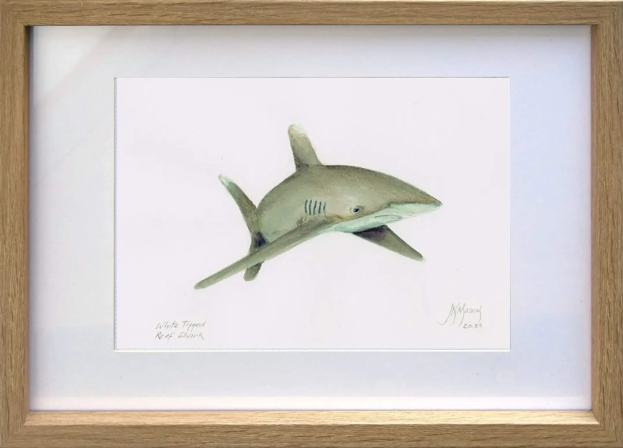 Sharkwhitetipreefframed