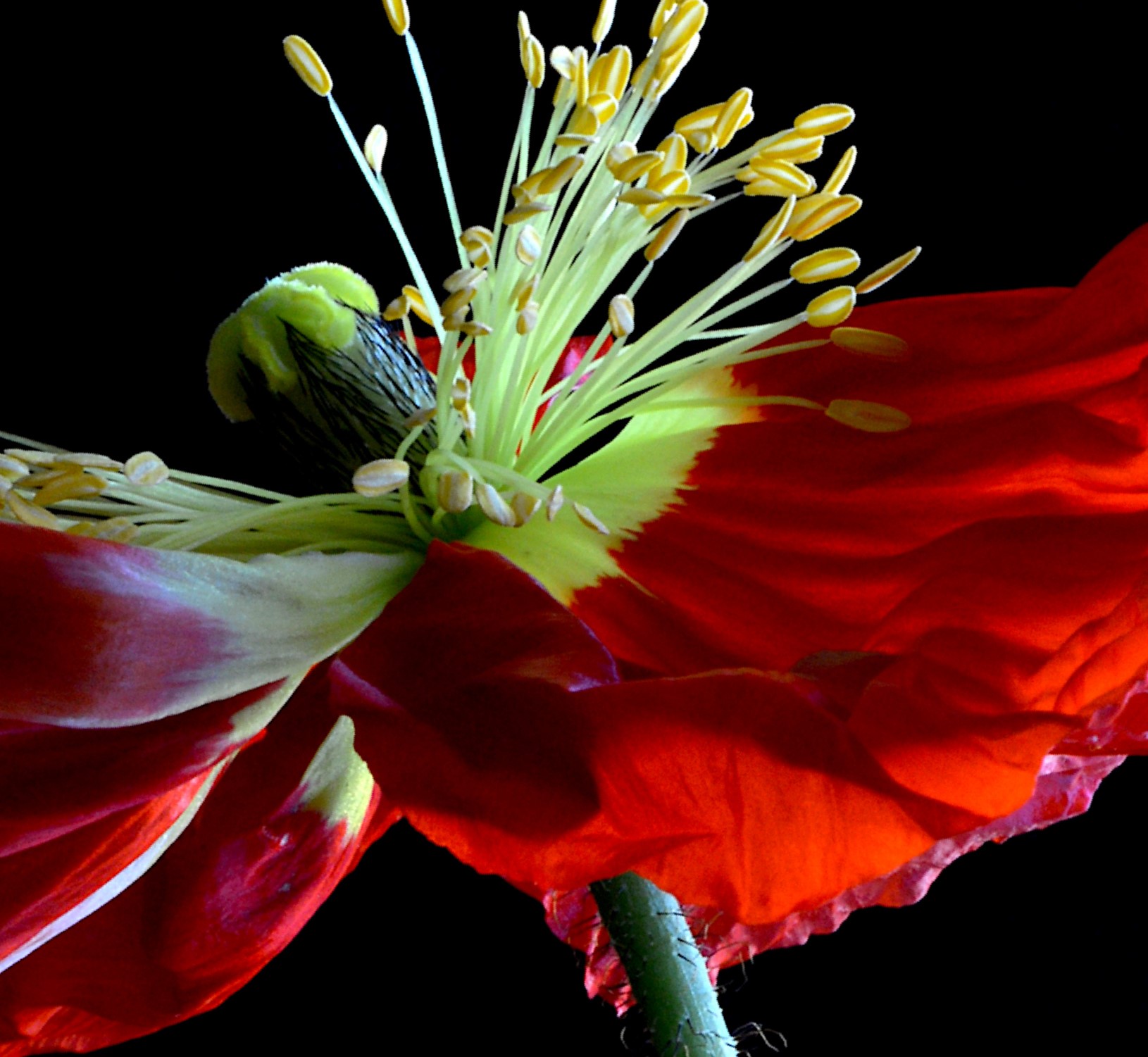Red Poppy Flower Still Life Photography Print Artwork By Nadia Culph Crop