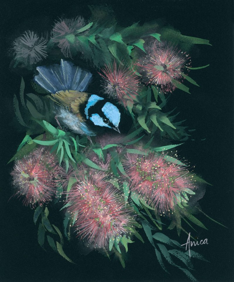 Anica Amphlett Blue Wren In Pink Bottlebrush Watercolour Bird Black 800x964