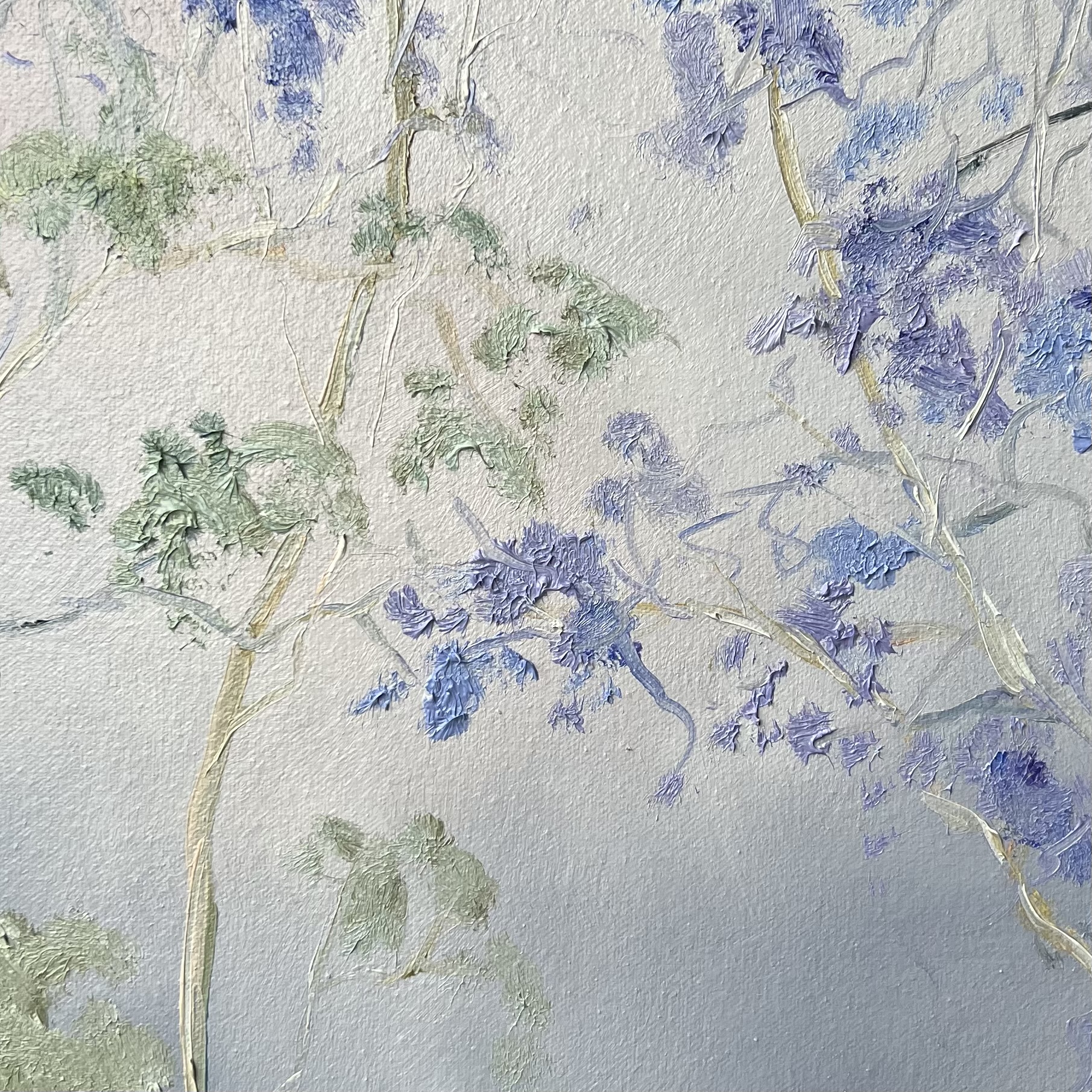 Jacaranda Blossoms 2