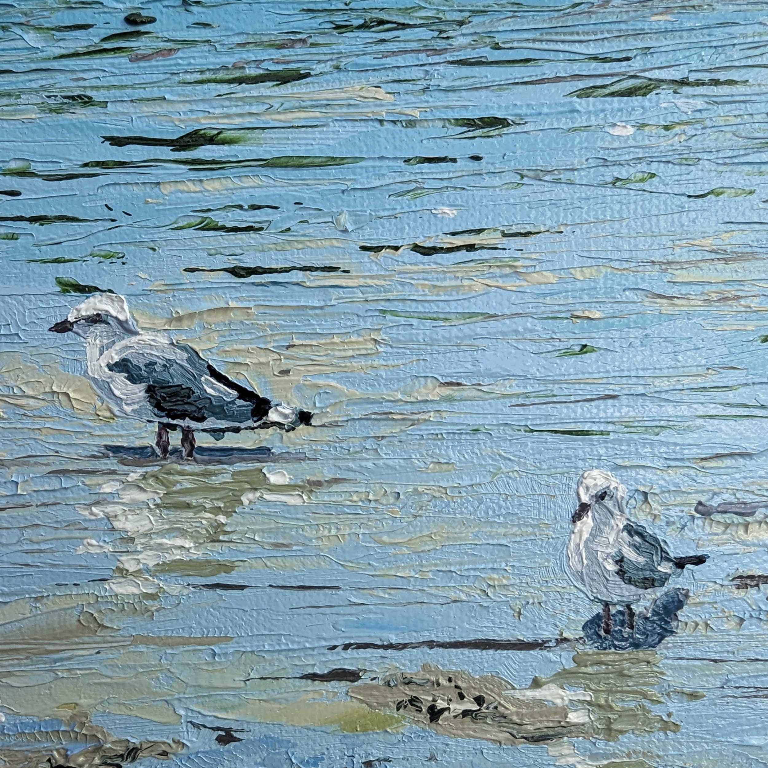 Sam Askin Hastings Point Seagulls Birds