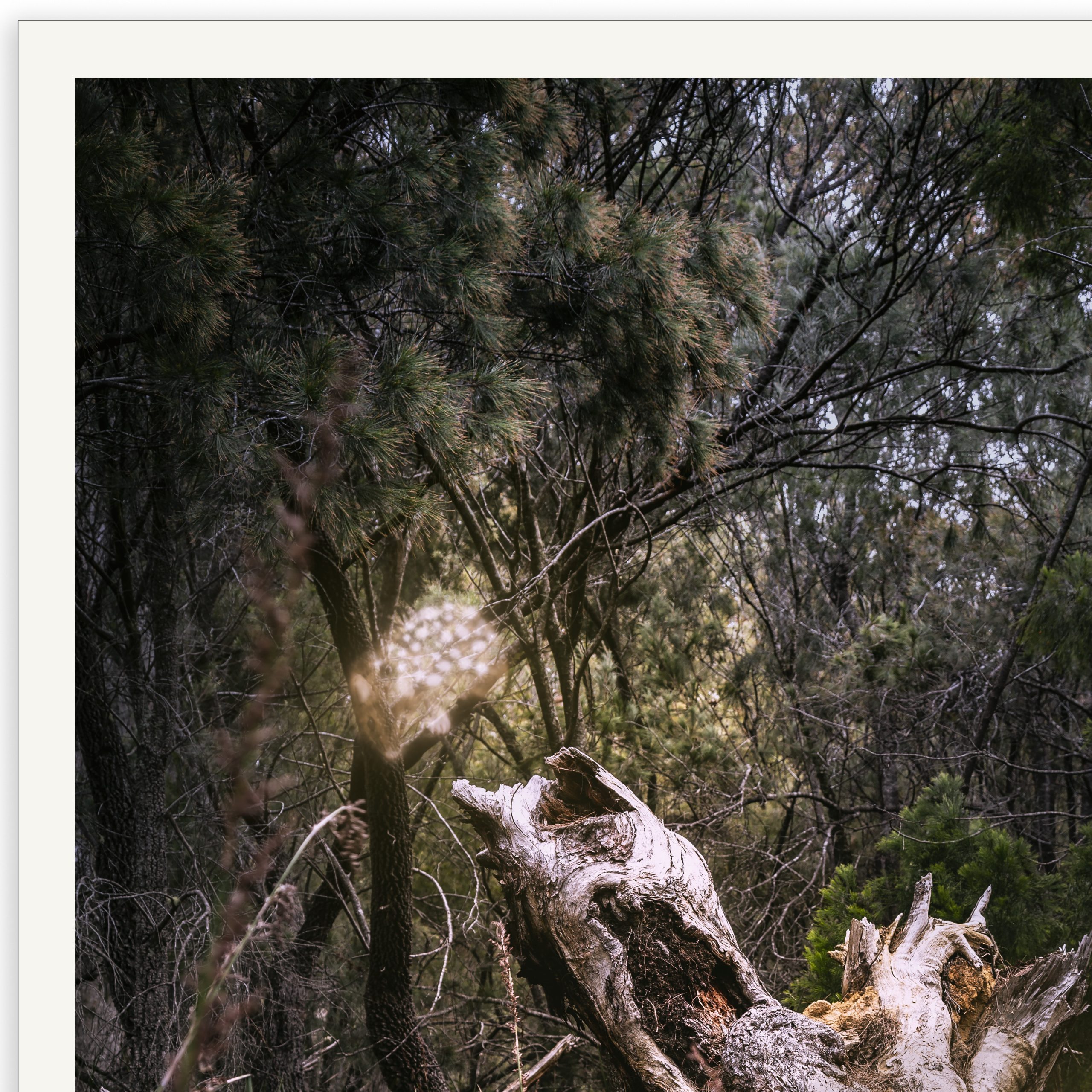 Cheshirequolls Detail02