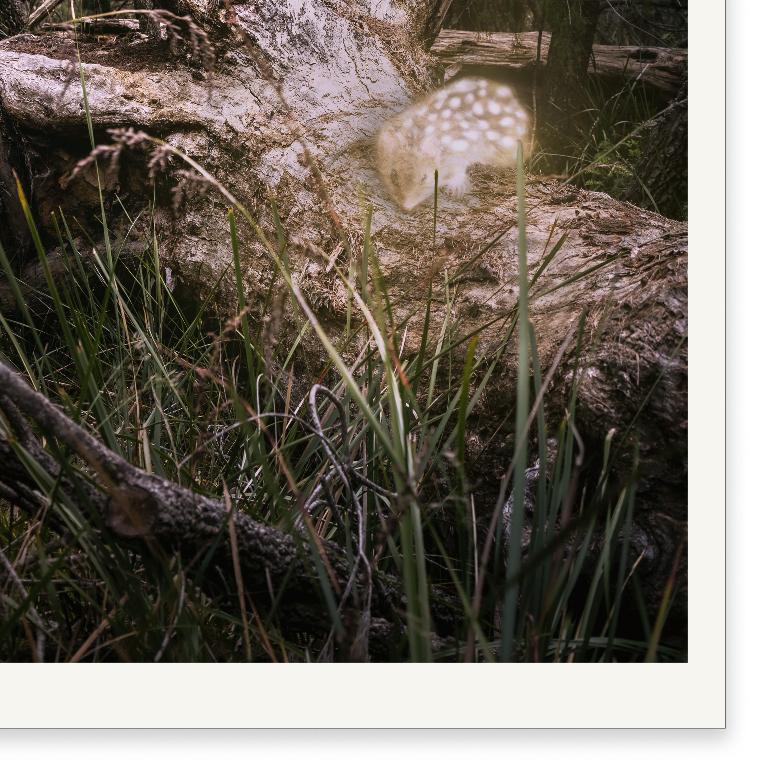 Cheshirequolls Detail01