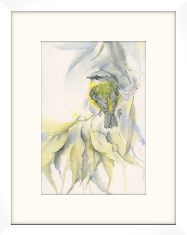 Eastern Yellow Robin In Frame