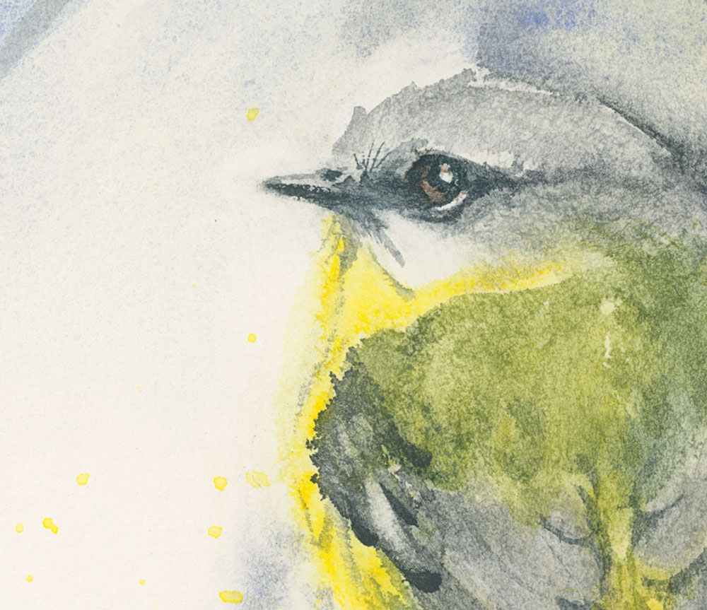 Eastern Yellow Robin New Detail 1