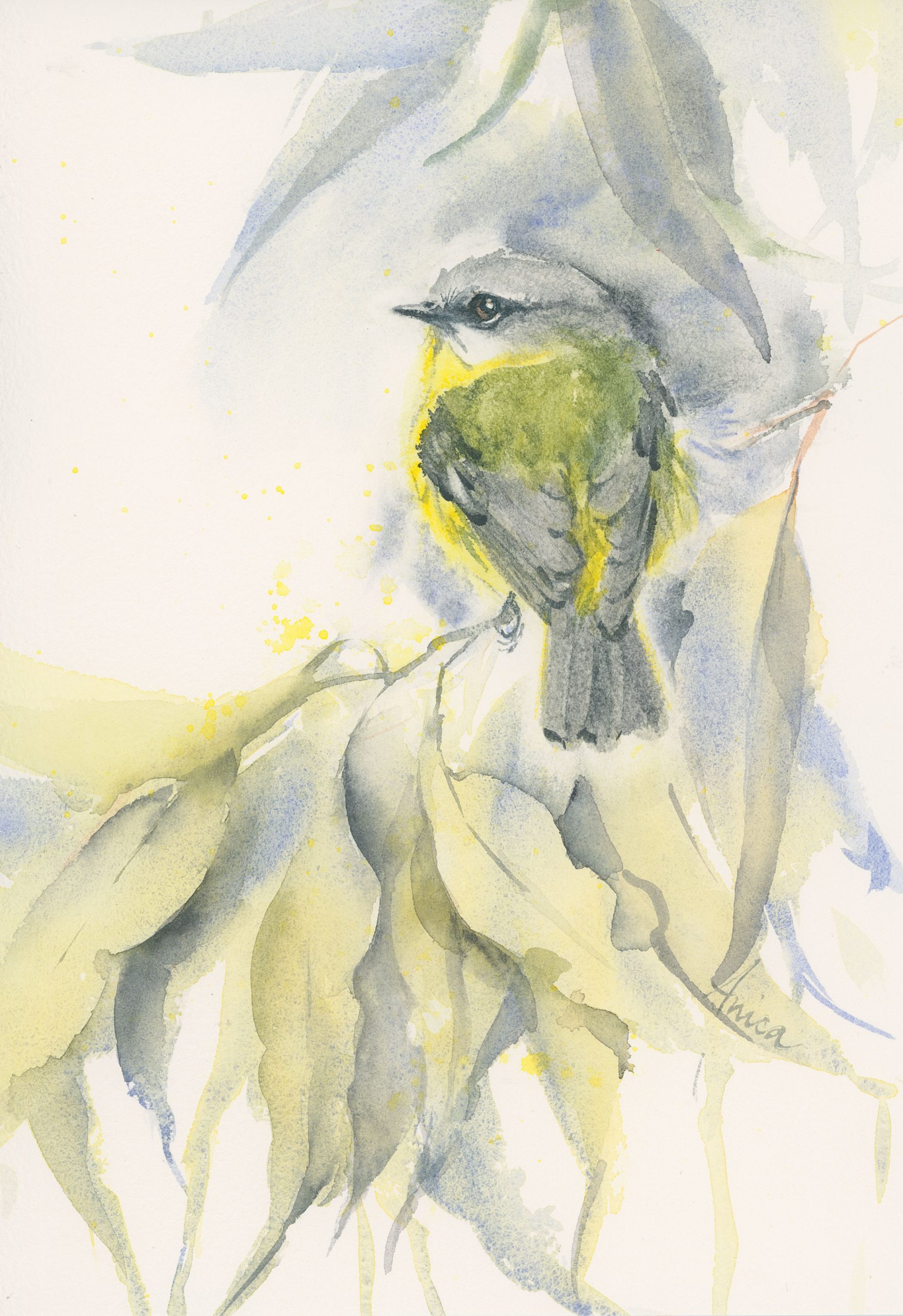 Eastern Yellow Robin New