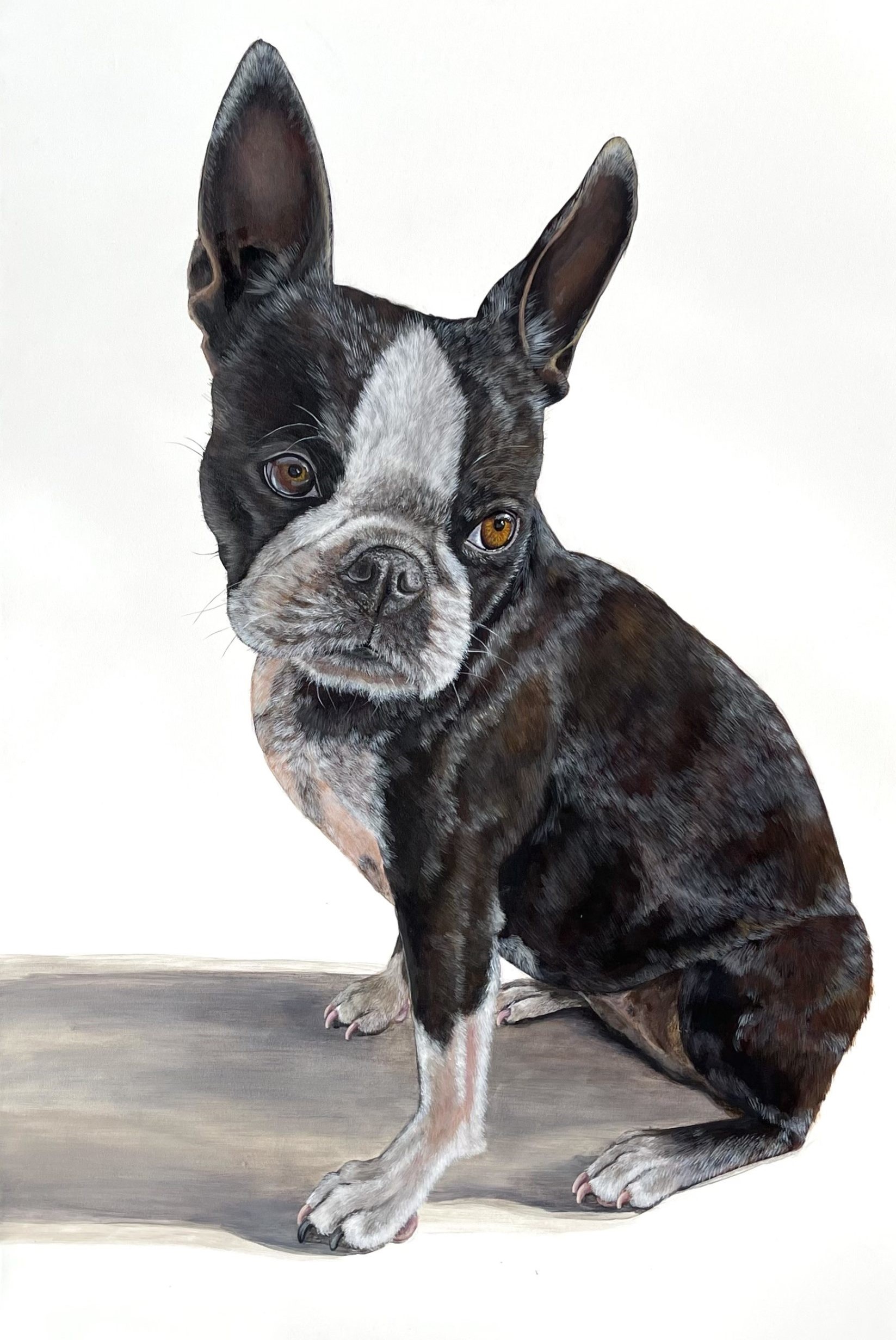 Rob Rek Boston Terrier Dog Art Fur And0feathers Curated Art Collections