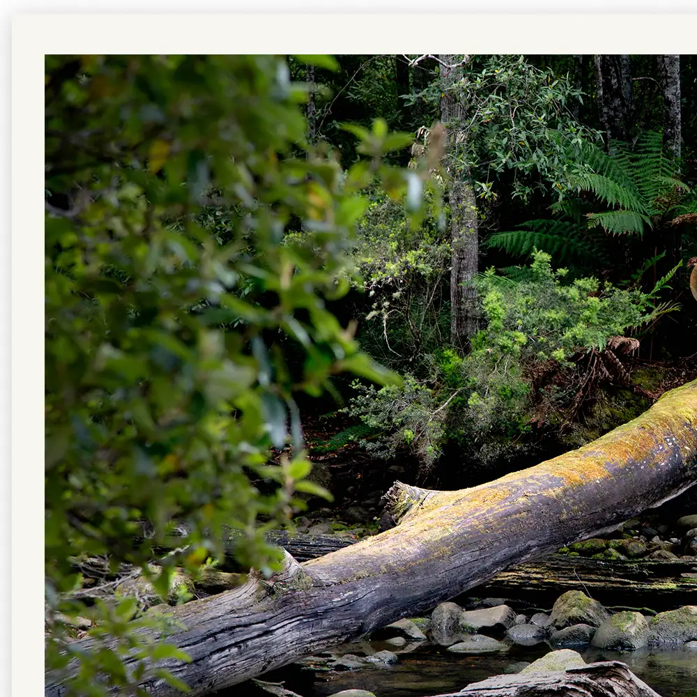 Butterflyforest Zoomdetail