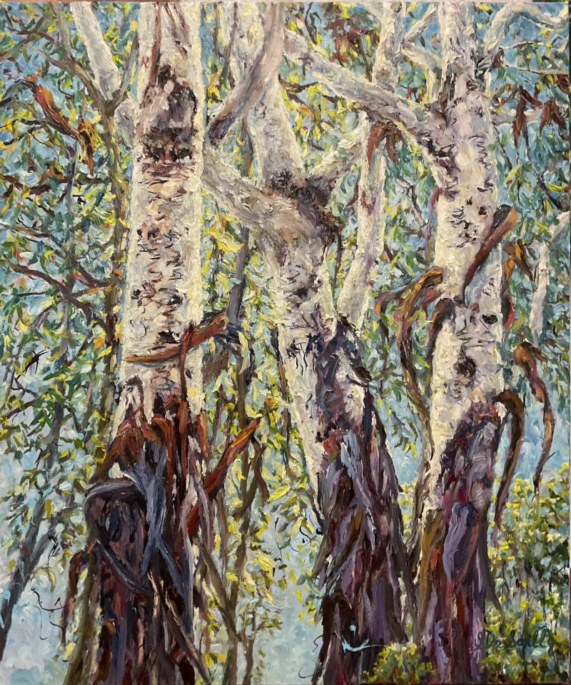 Scribbly Gums By The Beach