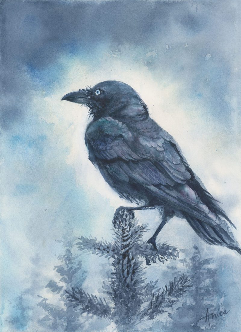 Watchful Raven