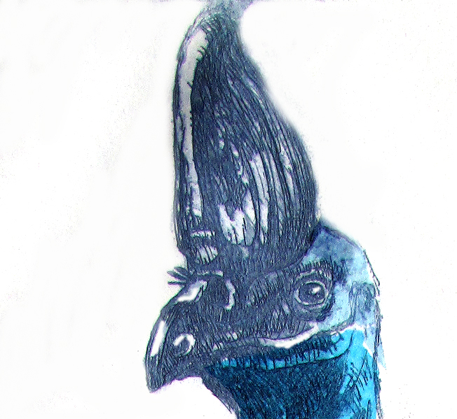 Cassowary Det1