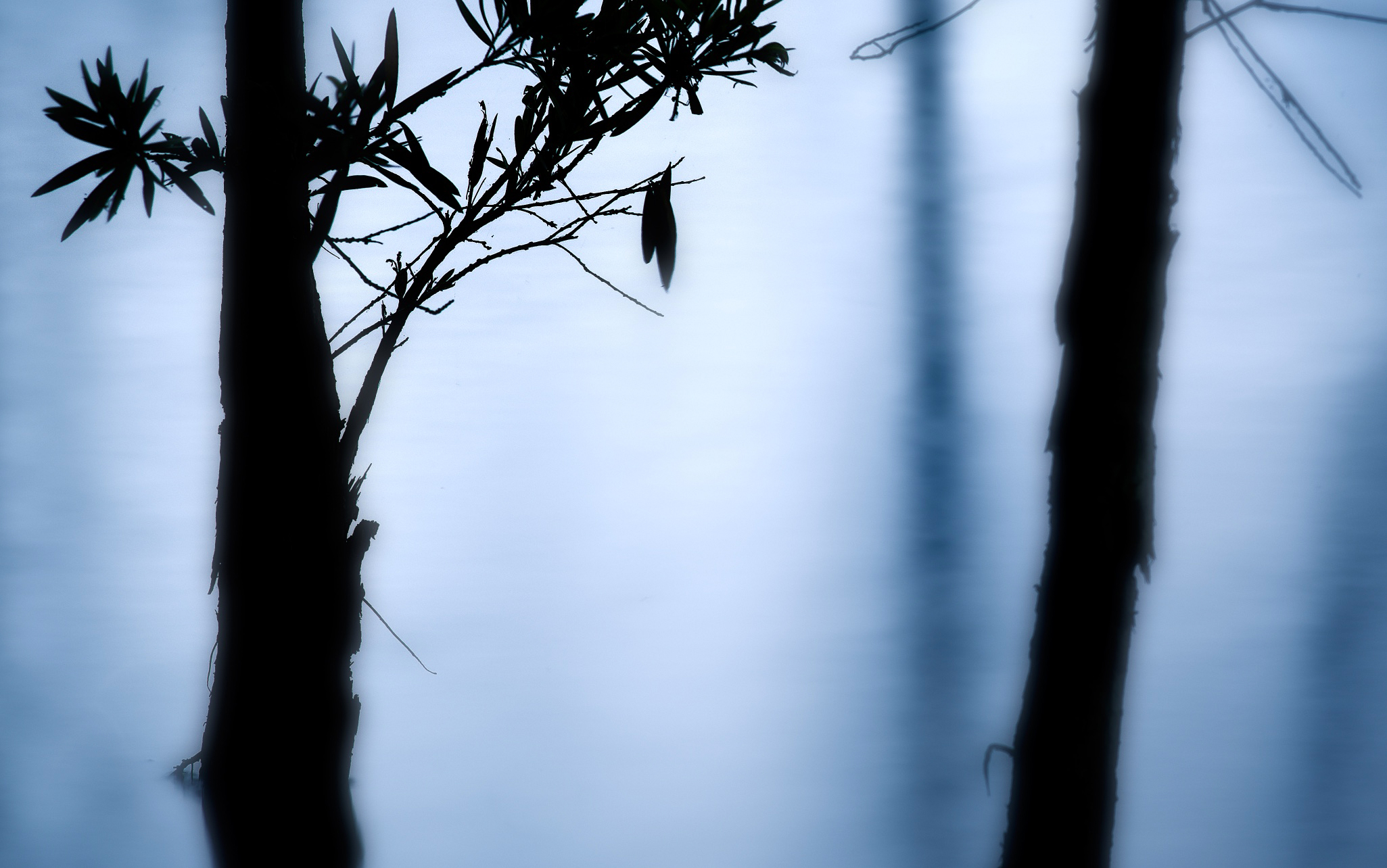 Silent Sorrow Detail