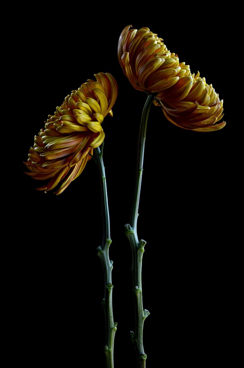 Chrysanthemums – Fireworks Ltd Ed Print