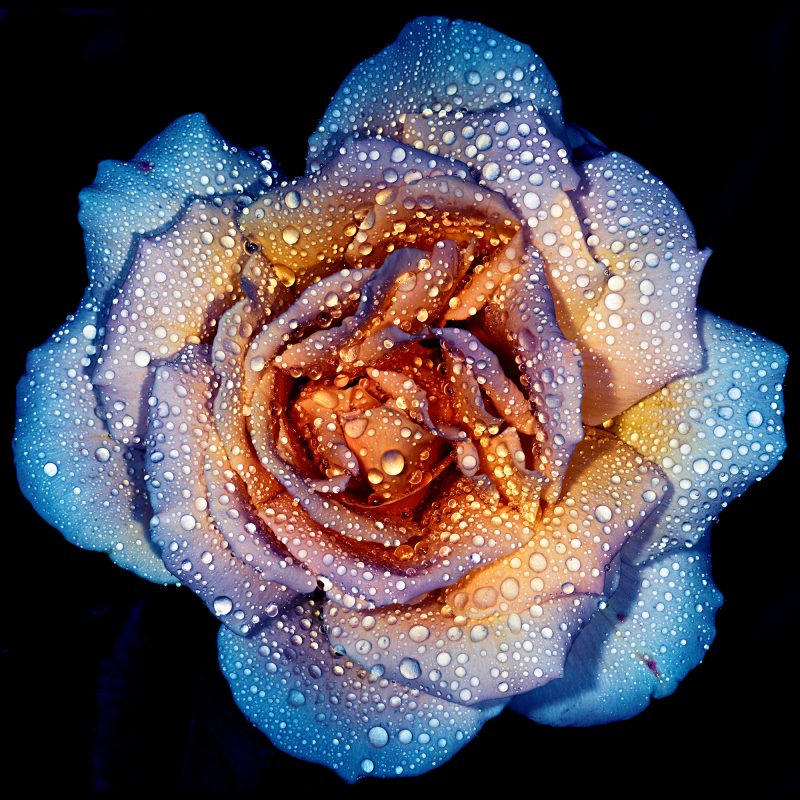 A Rose By Any Other Colour – Ltd Ed Photography