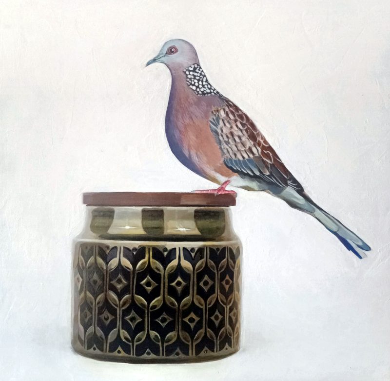 Spotted Turtle Dove on Hornsea Pottery