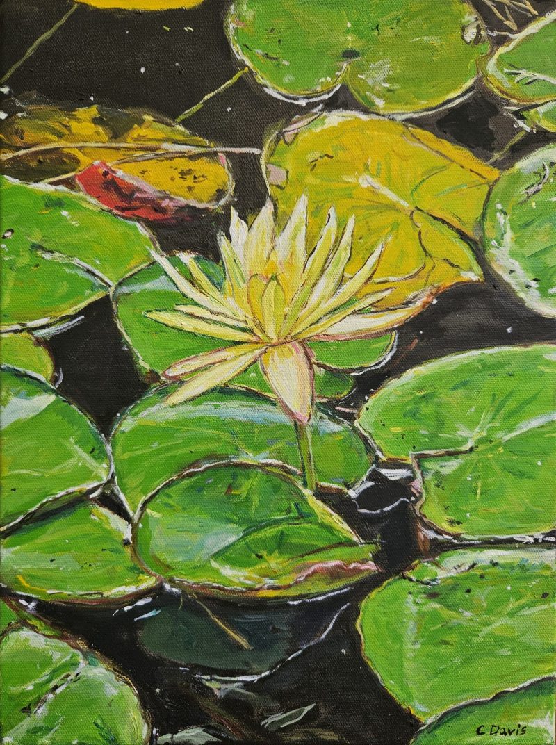 Water Lily in Bloom