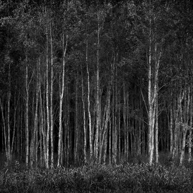 Deep Forest – Ltd Ed Photography