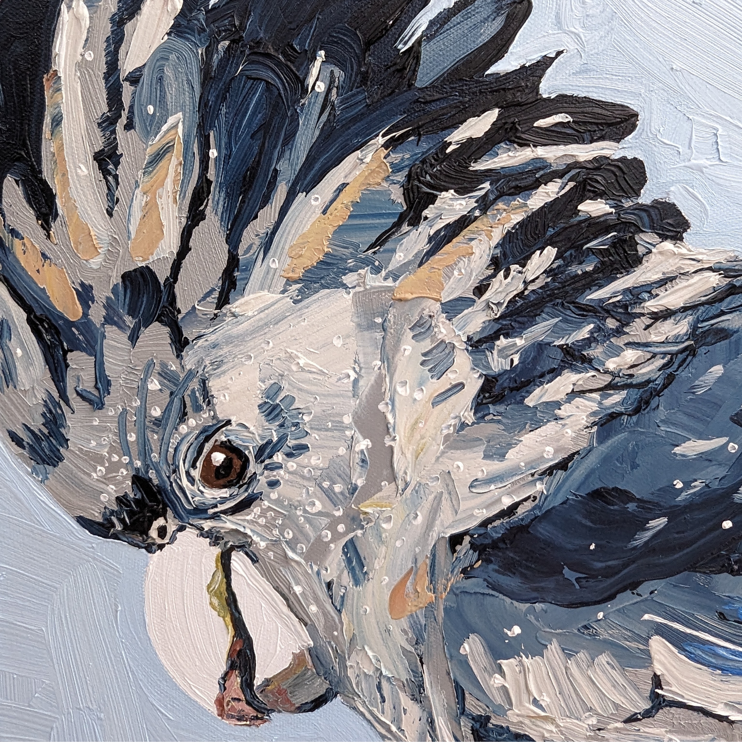 Sam Askin The Extroverted Arborist Black Cockatoo Face