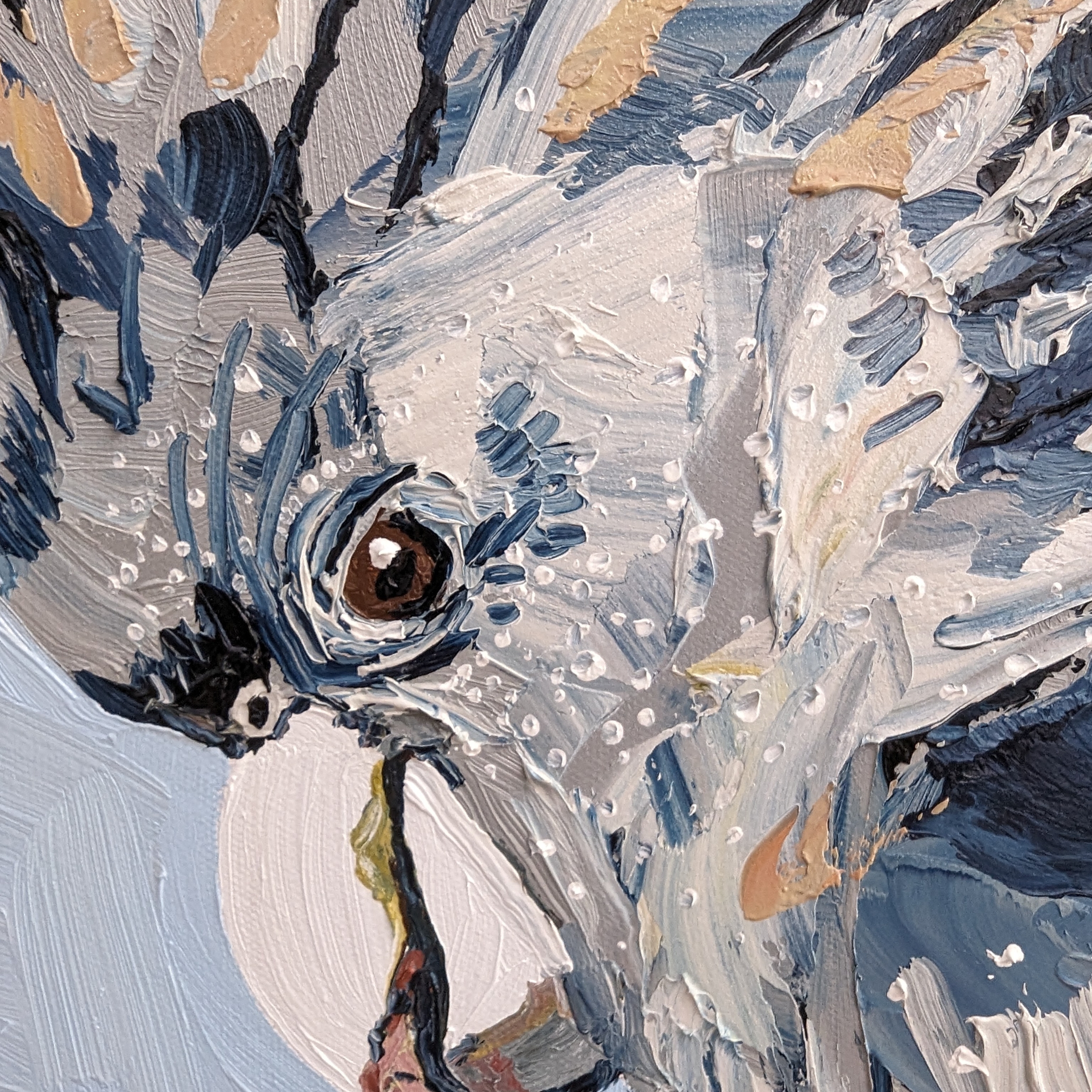 Sam Askin The Extroverted Arborist Black Cockatoo Stare