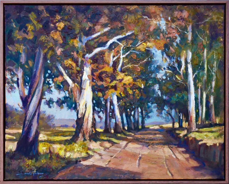 Blue Gum Avenue 1208 Gums,Trees, Australian Landscape