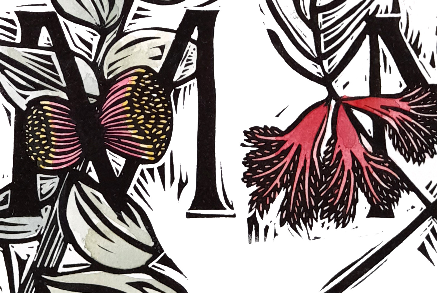 Australian Floral Alphabet In Colour By Nicola Cowie Detail 4