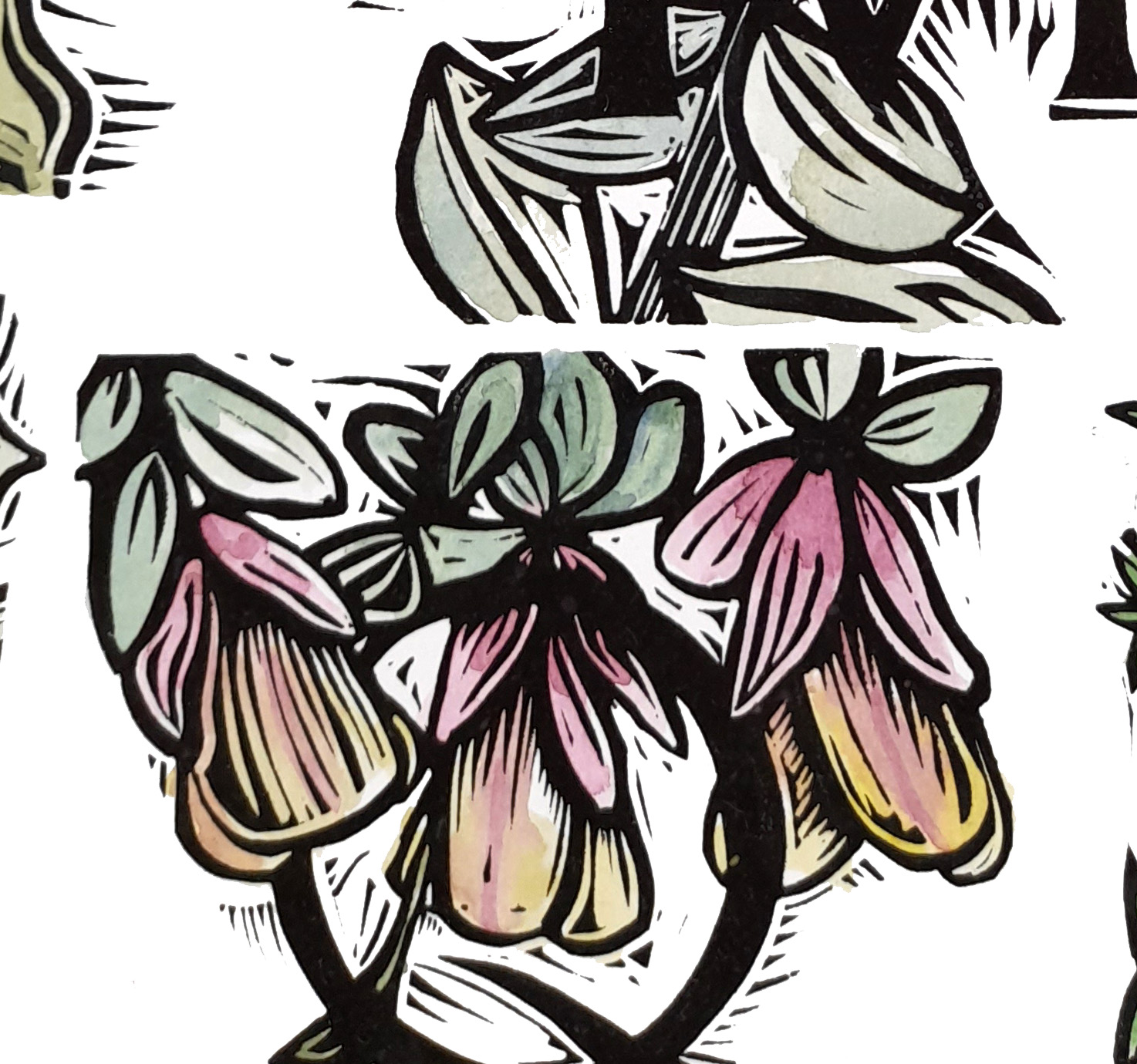 Australian Floral Alphabet In Colour By Nicola Cowie Detail 3