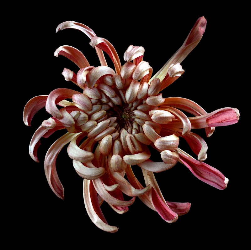 Hagoromo Chrysanthemum