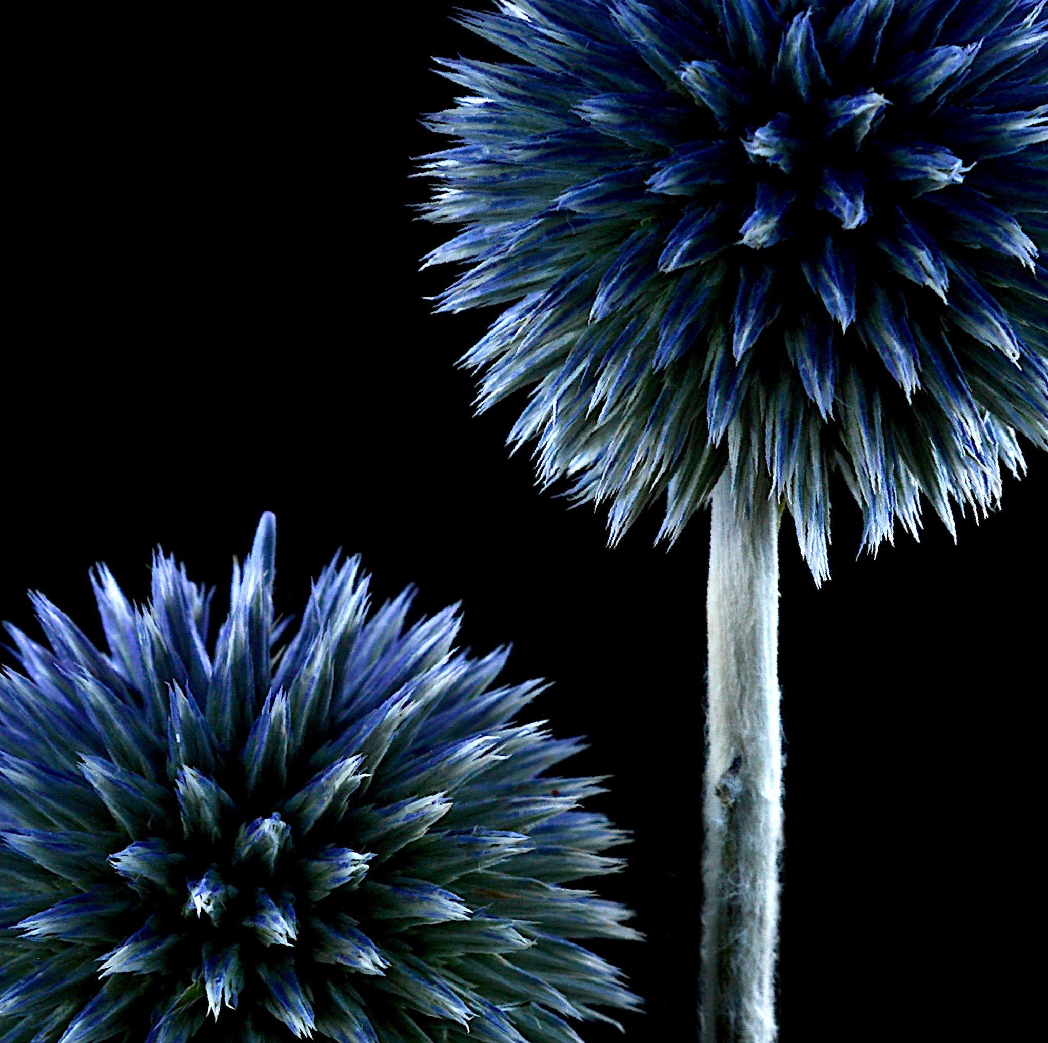 Blue Glow Botanical Wall Art Of Globe Thistles Macro Photography Print By Nadia Culph Crop