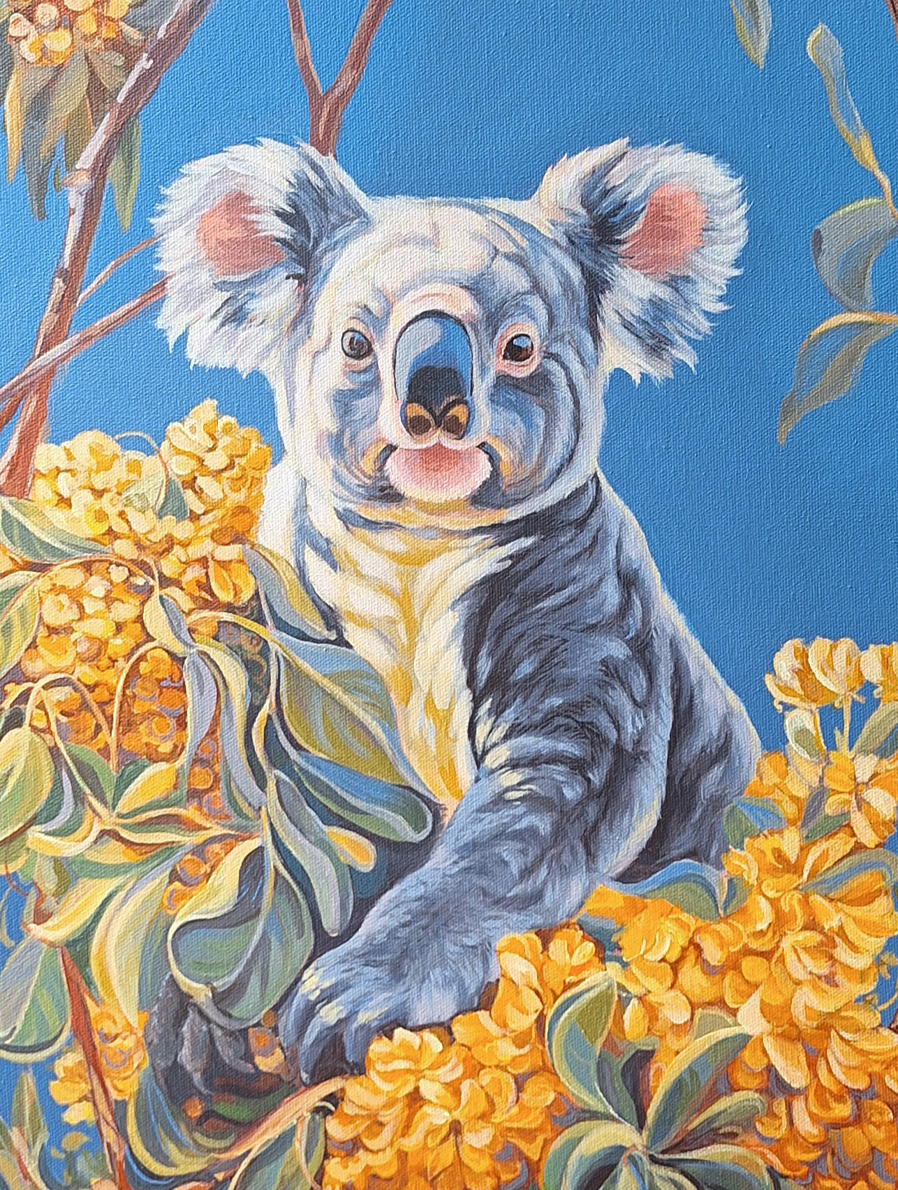 Koala 07crop