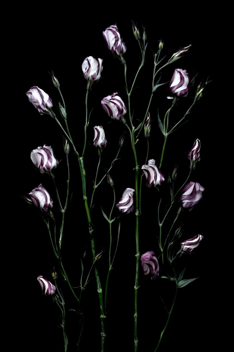 Growth – Lisianthus Flowers Ltd Ed Print