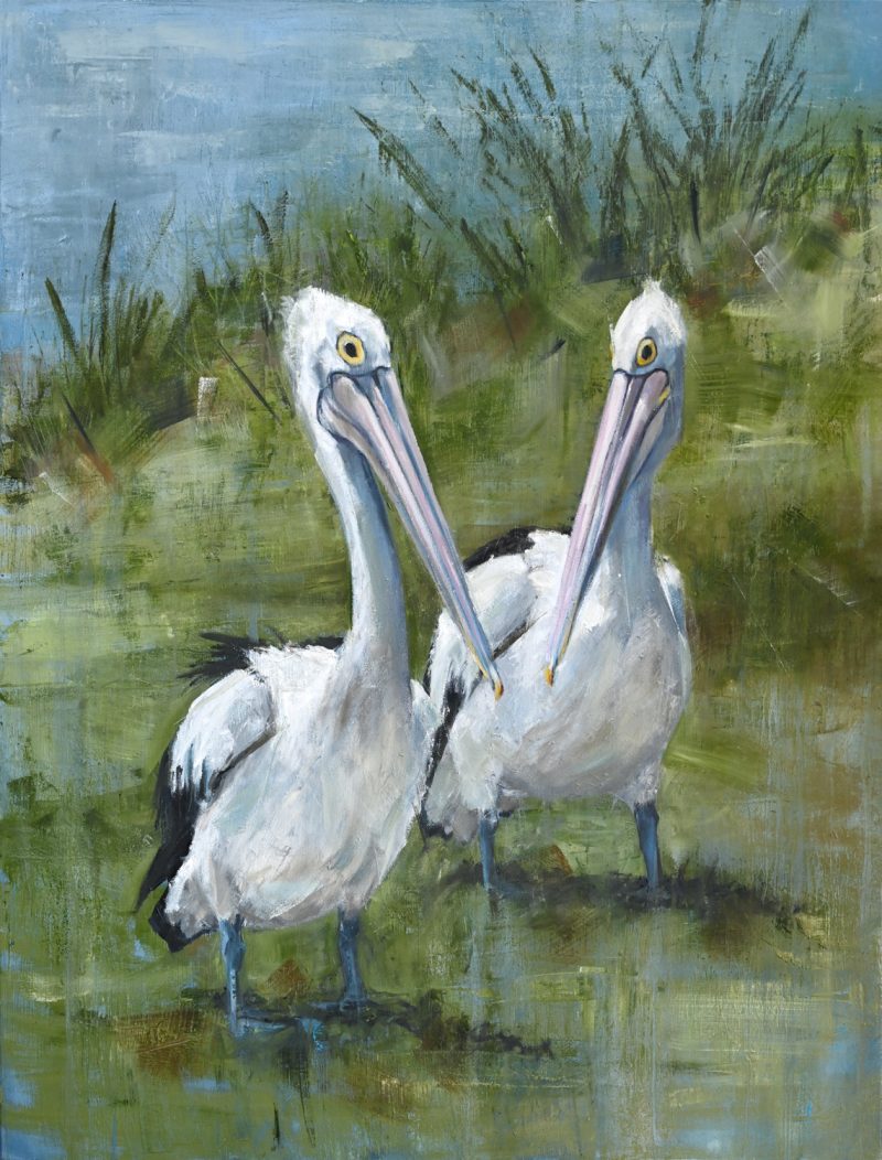 Pelicans – Leisurely Stroll
