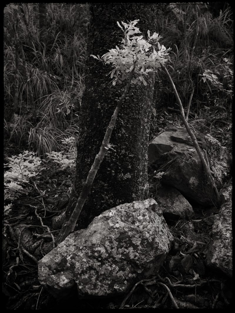 Dark Shadows – Ltd Ed Photography