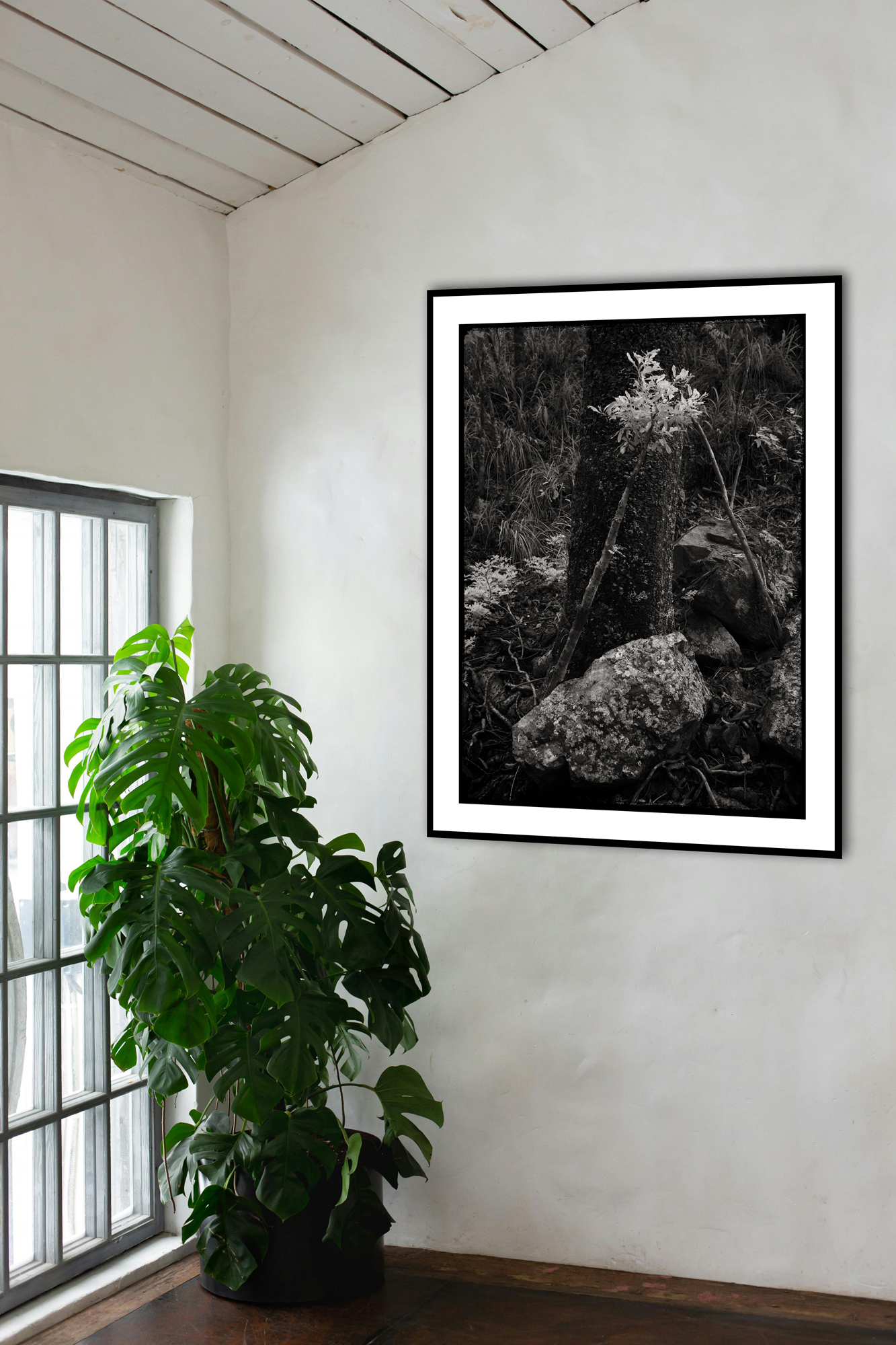 Dark Shadows In Situ 1