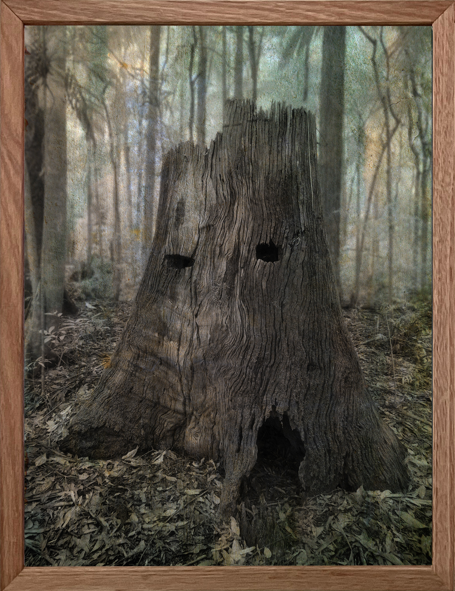 Old Man Of The Forest Framed