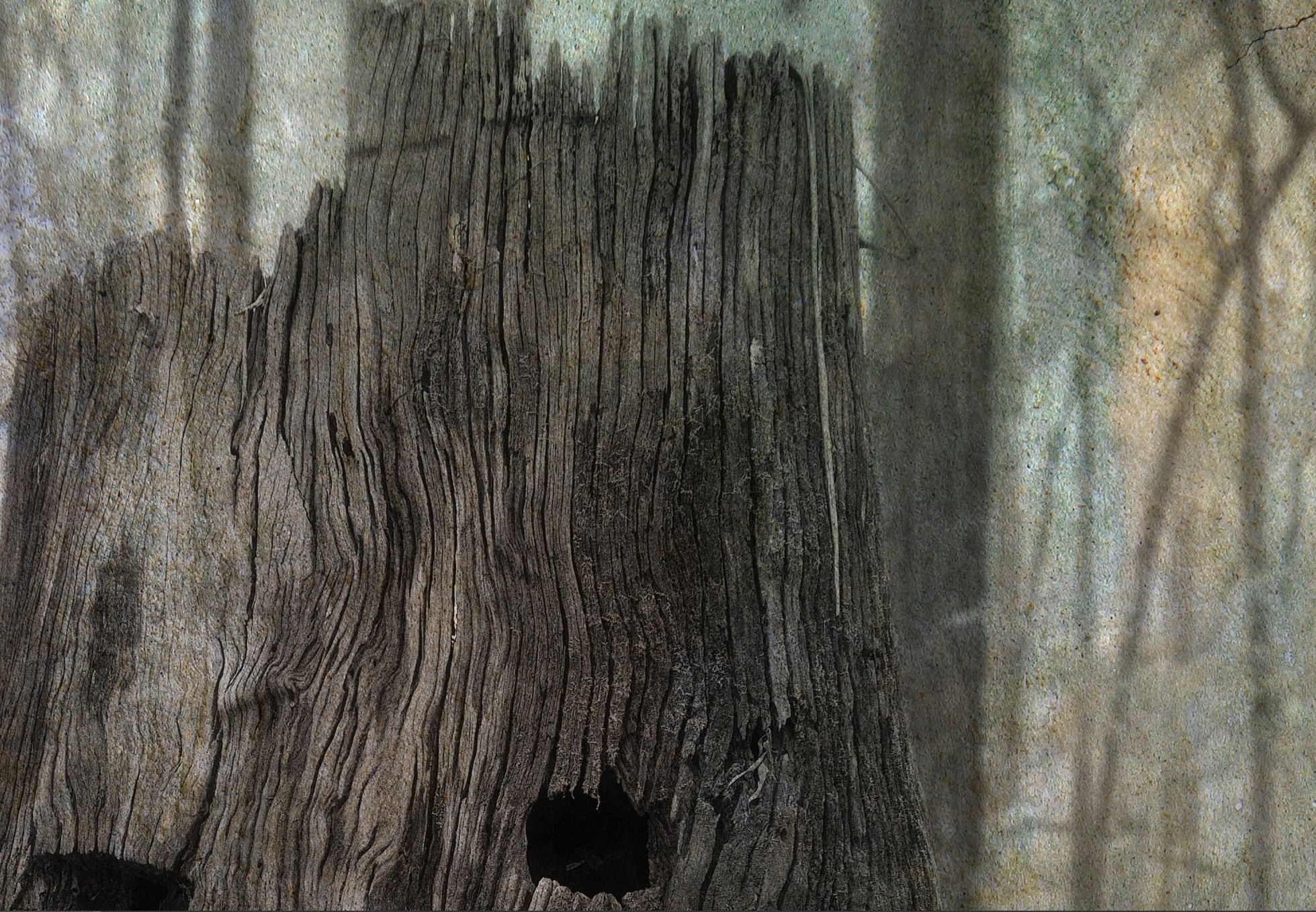 Old Man Of The Forest Detail